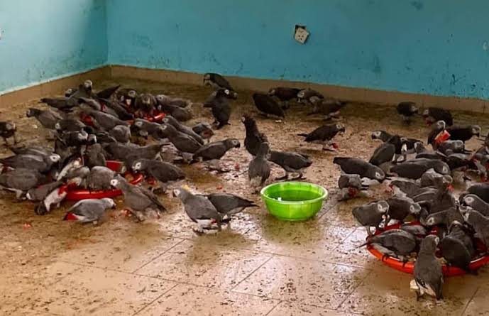 Nigeria Customs intercepts 111 live parrots