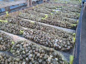 Heliculture also known as snail farming, is the practice of raising edible land snails for human consumption