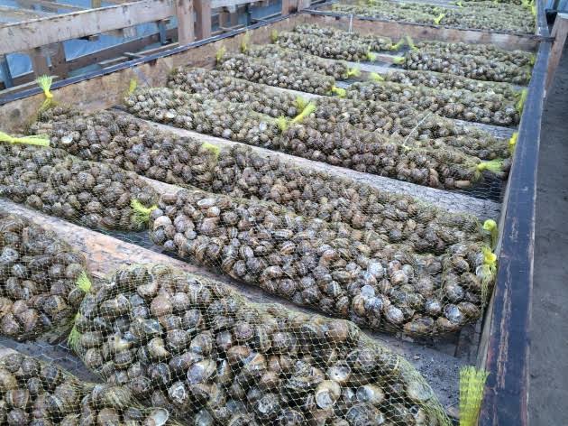 Heliculture also known as snail farming, is the practice of raising edible land snails for human consumption