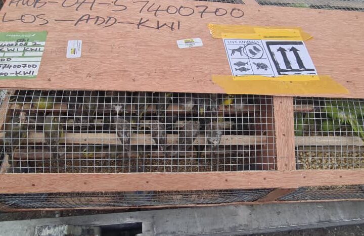 Customs foils illegal export of over 1,600 birds at Lagos airport