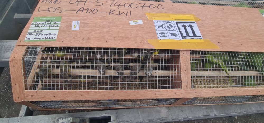 Customs foils illegal export of over 1,600 birds at Lagos airport