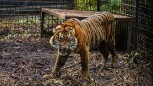 Tiger kills zoo keeper in Jerusalem
