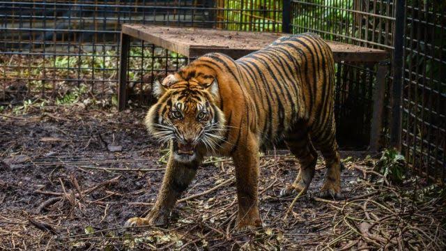 Tiger kills zoo keeper in Jerusalem