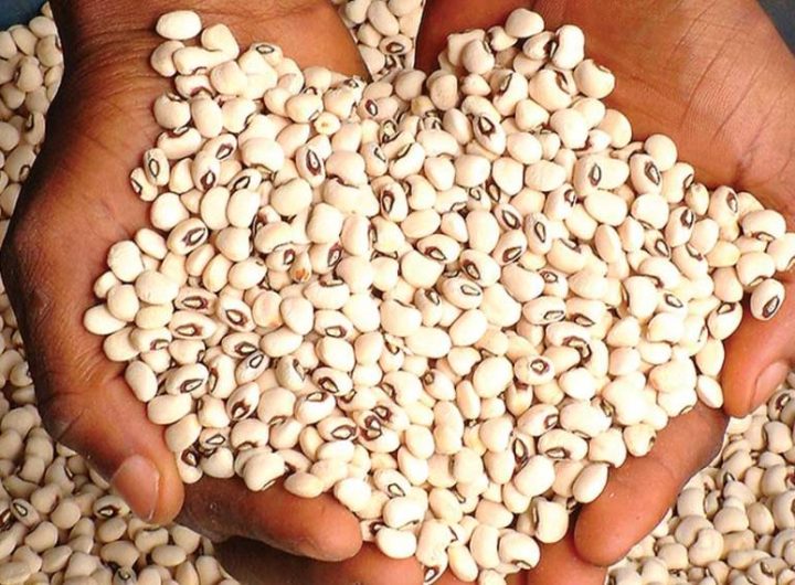 Beans
