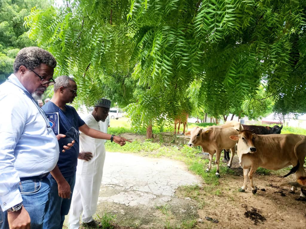 Zulum’s passion for livestock sector leads to strategic partnerships says D.G BOLMA 2 Borno Livestock