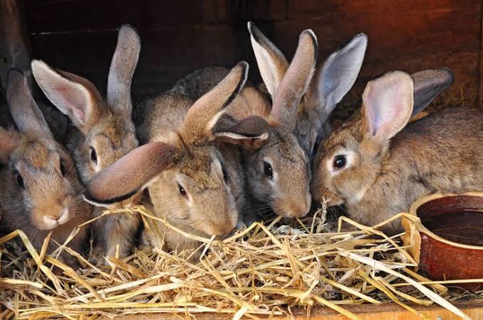 NGO hails rabbit farming as Nigeria’s path to ‘silent wealth