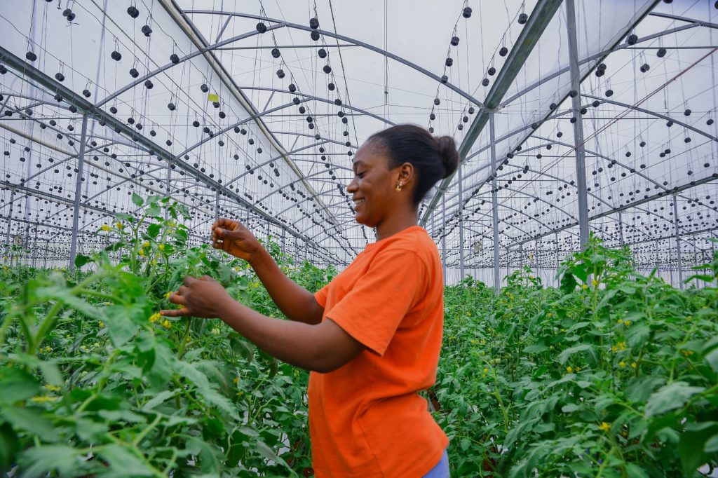 Taraba’s Green House revolution: Green pepper, cucumber set to dominate markets