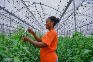 Taraba’s Green House revolution: Green pepper, cucumber set to dominate markets