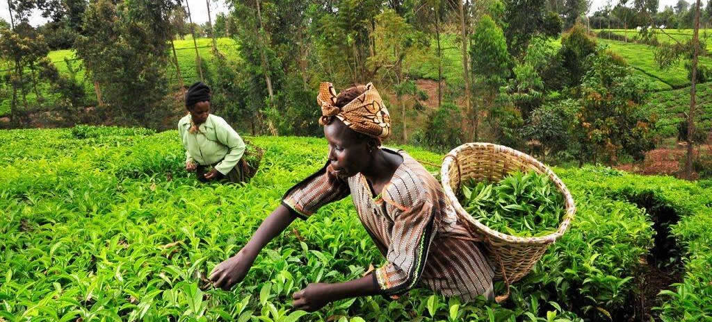 How Nigeria’s enormous Tea and Coffee potential has remained untapped - Lingzhi Tea CEO 2 history tea 01