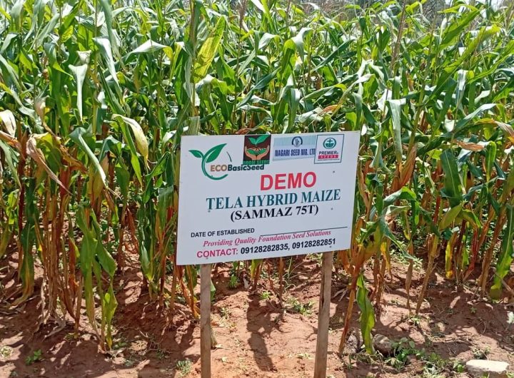 hybrid crops for sustainable agriculture