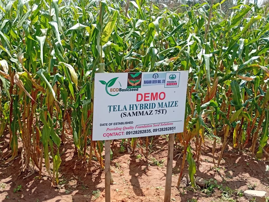 hybrid crops for sustainable agriculture