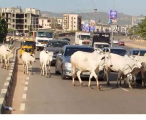 Nigeria Govt bans open grazing