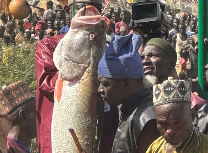 Tinubu: Argungu Fishing Festival shows return of stability, pledges stronger support for agriculture and tourism