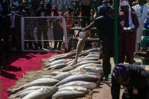 Tinubu: Argungu Fishing Festival shows return of stability, pledges stronger support for agriculture and tourism