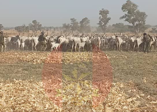 Troops engage terrorists in gun battle, recover 529 rustled cattle in Kafur LGA of Katsina