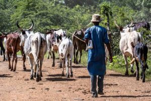 Fulani herdsmen