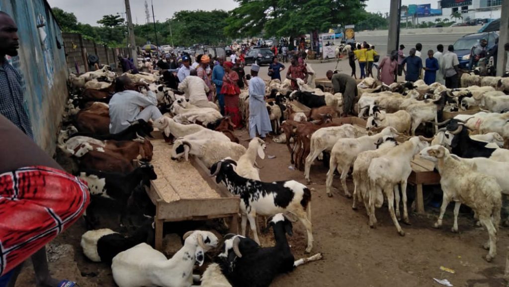 Muslims lament over soaring prices of ram ahead of 2026 Eid-el-Kabir