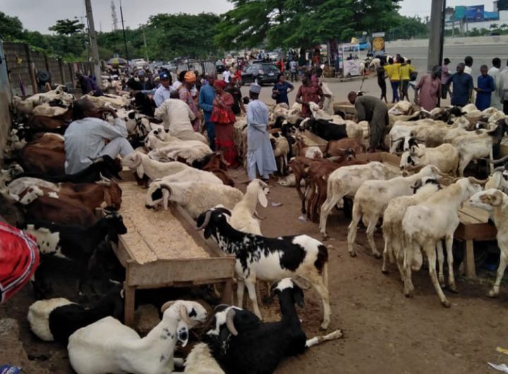 Muslims lament over soaring prices of ram ahead of 2026 Eid-el-Kabir