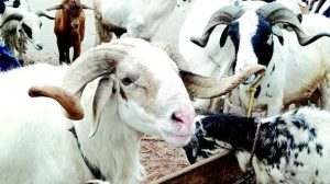 Sallah ram