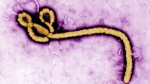Ebola virus 1