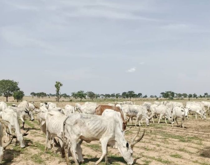 Kaduna police foil bandit attacks, rescue captives, recover 245 stolen cattle