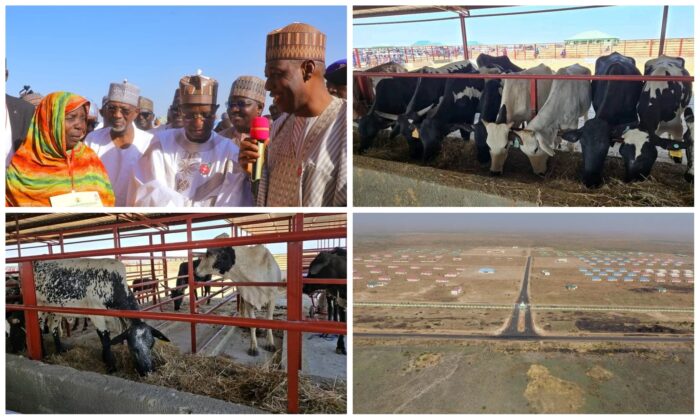 Zulum cattle ranch agriculture livestock