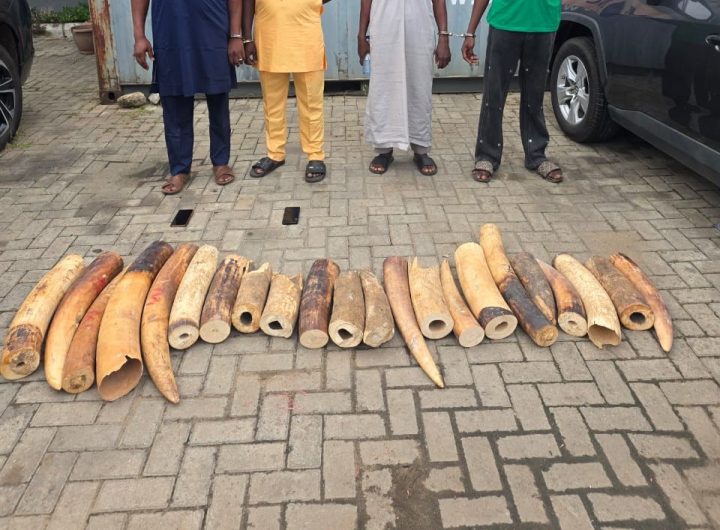 Customs leads joint operation against wildlife crime, seizes 22 elephant tusks, nabs 4 suspects