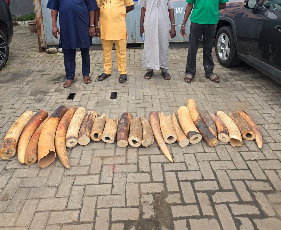 Customs leads joint operation against wildlife crime, seizes 22 elephant tusks, nabs 4 suspects