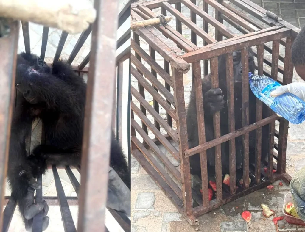 Customs rescues baby gorilla, arrest suspected wildlife trafficker in Kano