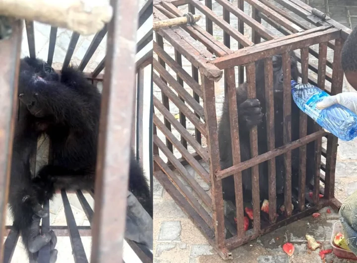 Customs rescues baby gorilla, arrest suspected wildlife trafficker in Kano