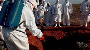 Health officials prevent rabbies outbreak in Yobe Damatu