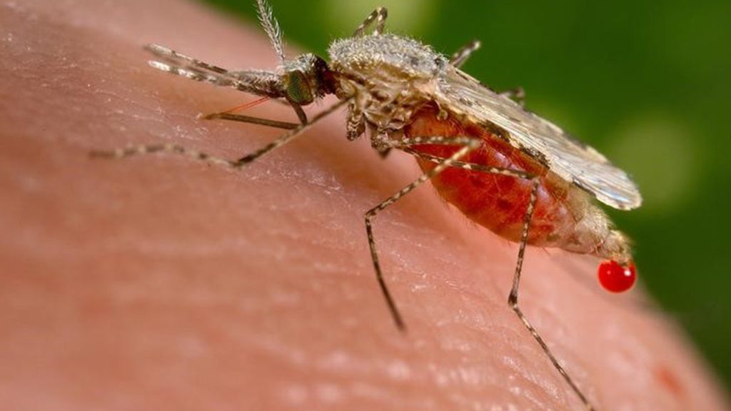 Why Mosquitoes keep biting you: 12 science-backed reasons some people attract Mosquitoes more than others