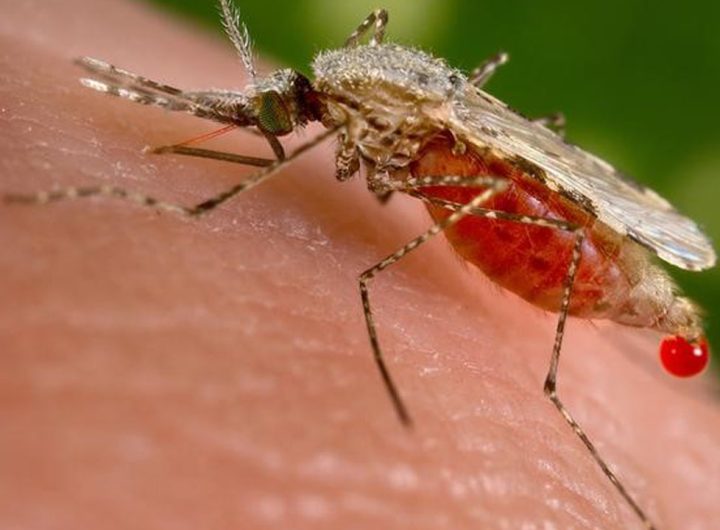 Why Mosquitoes keep biting you: 12 science-backed reasons some people attract Mosquitoes more than others