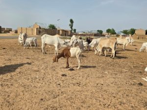 Police foil bandit attacks, recover 137 rustled cattle after gun battle in Sokoto