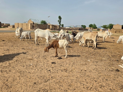 Police foil bandit attacks, recover 137 rustled cattle after gun battle in Sokoto