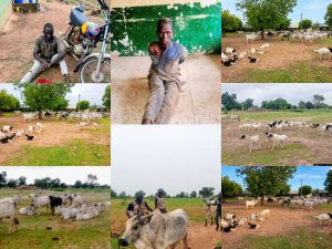 Troops foil bandits attack, recover 97 cattle, 50 sheep in Kano