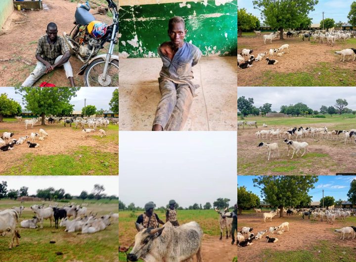 Troops foil bandits attack, recover 97 cattle, 50 sheep in Kano