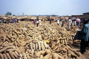 Benue yam farmers back Tinubu, partner govts to boost yam production National Association of Yam Farmers Processors and Marketers (NAYFPM) Benue State Chapter has assured of its resolve to remain in strong collaboration with the federal and state governments for the benefit of the association. Addressing yam farmers in Makurdi, the Benue State Chairman of the associationChief Dr.David John Selu noted that the association would continue to collaborate with the Benue and the Federal Government and other relevant authorities as well individuals for the benefit of yam farmers. Dr. Selu appreciated both the federal and state governments for remaining supportive of yam farmers noting that the organization benefited from fertilizer distribution in 2023. According to him, the Benue State Government in 2025 provided four hundred and fifty sprayers and herbicides and as well provided twelve pumps through Renewed Hope Agenda of President Tinubu. The Chairman told yam farmers that the Anchor Borrowers Programme through the Central Bank of Nigeria (CBN) has procured fertilizer for sale at the cost of seventeen thousand naira and urged interested yam farmers to use the opportunity to buy the fertilizer and appealed to yam farmers yet to join the association to so without further delay. He informed also that yam farmers interested in mechanized farming should not hesitate to use the tractors provided by the government at subsidized rates and improve on yam cultivation. While lamenting poor sale of farm produce, the Chairman called on the federal government to close her borders to avoid importation of farm produce to enable yam farmers benefit maximally from their farm produce and urged all members to open account with the Bank of Agriculture to qualify for loan to improve on their yam farm. In his comment, the National President of the association, Professor Simon Iltwange informed members that all commodity associations have formed a coalition to support President Bola Ahmed Tinubu for 2027, explaining that the coalition was not for any political party but only for President Tinubu for what he has been doing for the association. During the meeting, the Head of Operations, Benue State Health Insurance Scheme, Mrs. Emmanuella Sokpo, called on yam farmers among other Nigerians to register for the scheme, revealing that the health facilities that are gate keepers in Makurdi are Madona hospital, Bishop Murray hospital and RCN hospital at International Market Makurdi. She noted that if a facility cannot handle a particular ailment it would be referred to the Benue State University Teaching Hospital Makurdi.