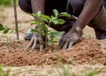 Operation Green Jalingo: Residents hail Taraba Govt's massive tree planting initiative