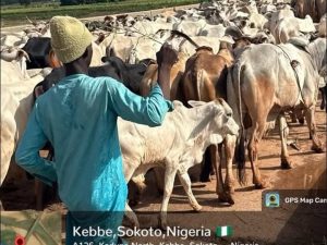 Troops recover rustled cattle, foil terrorists' escape in Sokoto