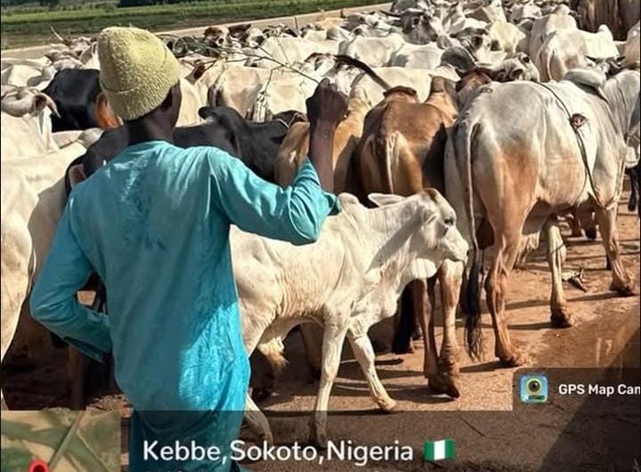 Troops recover rustled cattle, foil terrorists' escape in Sokoto