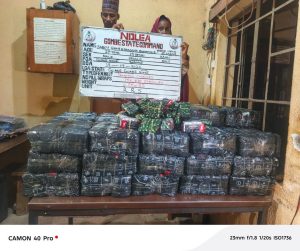 NDLEA arrests teenagers with AK-47 rifles, destroys 5,000kg cannabis farm in nationwide operations