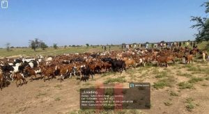 Troops repel Zamfara ambush, rescue 2 herders, recover 520 livestock in Sokoto